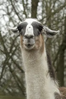 Llamas: Portrait of a Llama