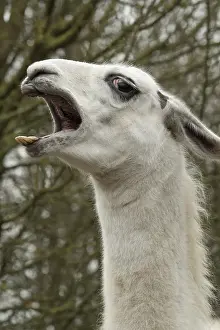 Llama: Portrait of a Llama