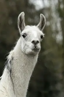 Llama: Portrait of a Llama