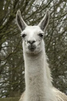 Llama: Portrait of a Llama
