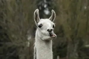 Llama: Portrait of a Llama