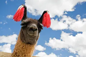Llamas: Portrait of a llama (Lama glama), Altiplano, Bolivia