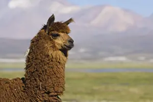 Alpaca: Portrait of Llama Lauca National Park Chile