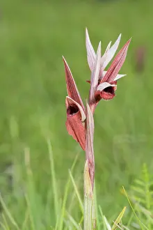 Orchids: Portrait of long-lipped serapias (Serapias vomeracea) growing in the meadow