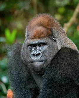 Backs: Portrait of lowland gorilla (Gorilla gorilla gor