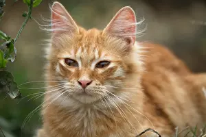 Softnesses: Portrait of a lying red Cat