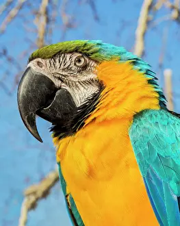 Macaw: Portrait of macaw parrot on natural bacground