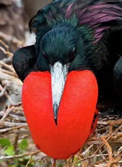Frigatebirds: Portrait of Magnificent frigatebird (Fregata mag