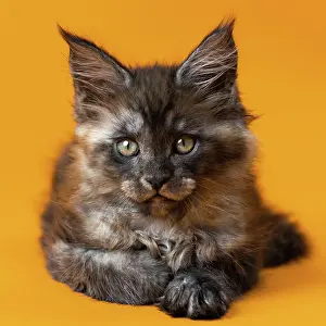 Woodcutting: Portrait of Maine Cat of color black smoke lying