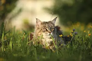 Unsharp: Portrait of a Maine Coon female lying in the grass France