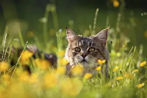 Unsharp: Portrait of a Maine Coon female lying in the grass France