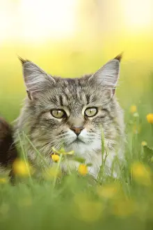 Unsharp: Portrait of a Maine Coon female lying in the grass France
