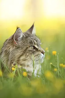 Unsharp: Portrait of a Maine Coon female lying in the grass France