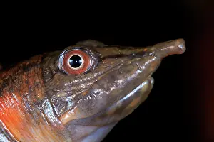 Sarawak: Portrait of Malayan softshell turtle (Dogania subplana)