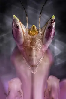 Coronatus: Portrait of Malaysian orchid mantis (hymenopus coronatus)