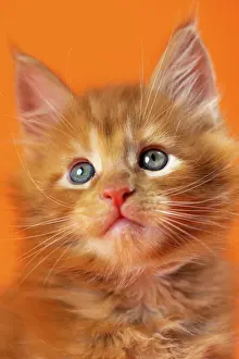Woodcutting: Portrait of male American Coon kitten with shining