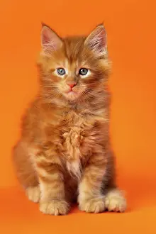 Woodcutting: Portrait of male American Longhair kitten one and