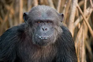 Catarrhini: Portrait of a male chimpanzee (Pan troglodytes)