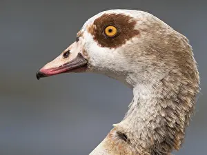 Rive: Portrait of a Male Egyptian Goose (Alopochen aegyptiaca)