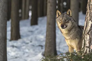 Sweet: Portrait of one male eurasian gray wolf (Canis lupus lupus)