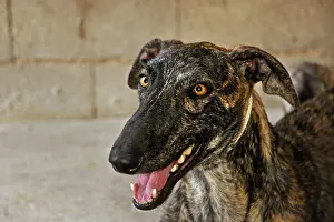Greyhound: Portrait of male Galgo in a hangar in Spain