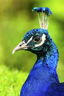 Peafowl: Portrait of Male Indian Peafowl (Pavo cristatus)