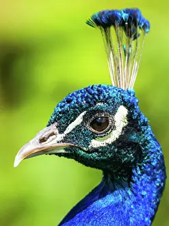 Peafowl: Portrait of Male Indian Peafowl (Pavo cristatus)