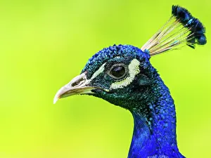 Peafowl: Portrait of Male Indian Peafowl (Pavo cristatus)