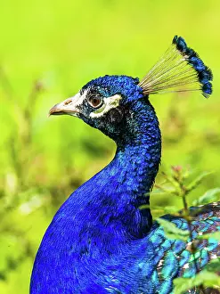 Peafowl: Portrait of Male Indian Peafowl (Pavo cristatus)