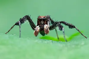 Portia: Portrait of a male jumping spider (Portia sp.)