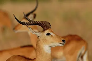 Kobus: Kob