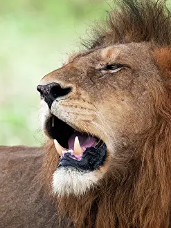 Limpopo: Lion