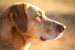 Corniot: Portrait of a male mongrel dog