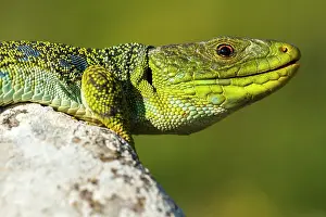 080120: Portrait of male Ocellated lizard on a rock - Aragon