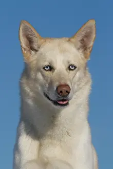 Gaze: Portrait of a male Siberian Husky, 5 years old Siberian