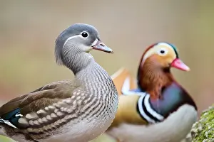 Mandarin: Portrait of Mandarin duck (Aix galericulata) female