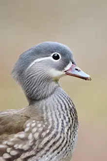 Mandarin: Portrait of a Mandarin duck (Aix galericulata) female