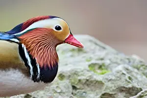 Mandarin: Portrait of a Mandarin duck (Aix galericulata) male