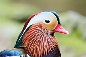 Mandarin: Portrait of a Mandarin duck (Aix galericulata) male