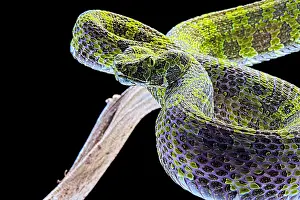 Viperidae: Portrait of Mang moutain Pit Viper (Protobothrops