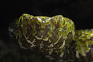 Viperidae: Portrait of Mang moutain Pit Viper (Protobothrops