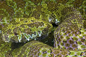 Hunan: Portrait of Mangshan pit viper (Zhaoermia (Protobothrops)