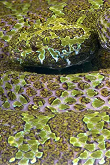 Hunan: Portrait of Mangshan pit viper (Zhaoermia (Protobothrops)