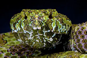 Hunan: Portrait of Mangshan pit viper (Zhaoermia (Protobothrops)