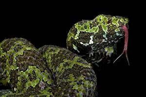 Trimeresurus: Portrait of Mangshan pitviper (Protobothrops mangshanensis)