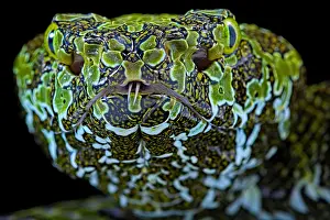 Rattlesnake: Portrait of Mangshan's Pitviper (Protobothrops mangshanensis