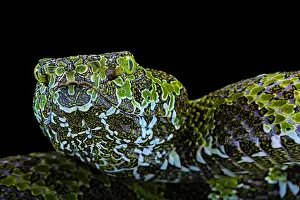 Viperidae: Portrait of Mangshan's Pitviper (Protobothrops mangshanensis