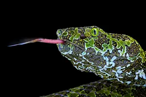 Viperidae: Portrait of Mangshan's Pitviper (Protobothrops mangshanensis
