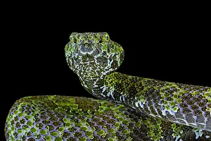 Viperidae: Portrait of Mangshan's Pitviper (Protobothrops mangshanensis