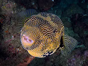 Arothron: Portrait of map puffer (Arothron mappa), Sodwana